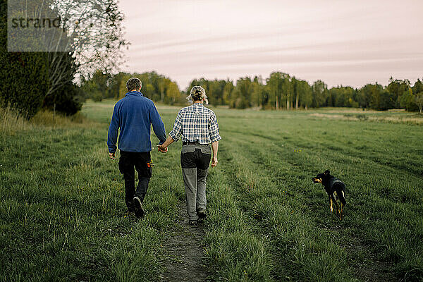 Älteres Paar  das sich an den Händen hält und mit dem Hund auf einem Feld bei Sonnenuntergang spazieren geht