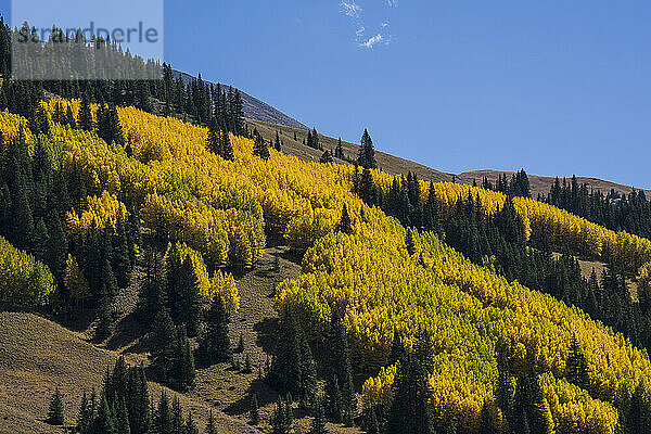 USA  Colorado  Leadville  Valley Of Ghosts  Herbstlandschaft mit gelbem Wald