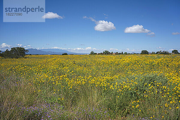 USA  New Mexico  Santa Fe  wunderschöne Landschaft mit blühenden Wildblumen
