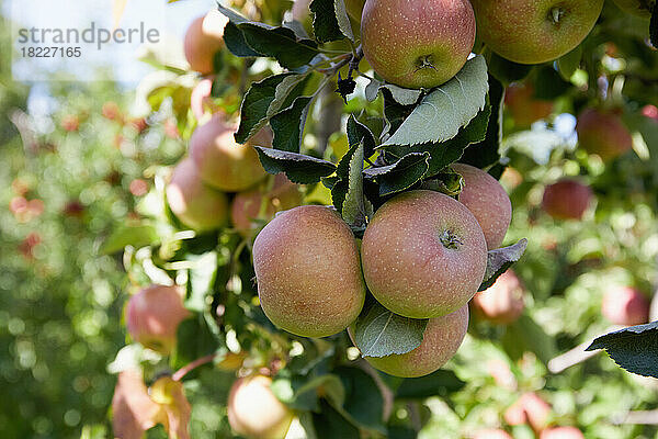 Reife Äpfel auf einem Ast im Obstgarten