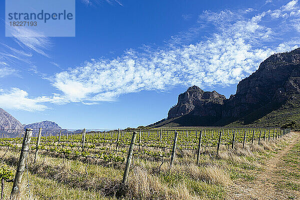 Südafrika  Boschendal  Weinreben wachsen im Weinberg in der Berglandschaft