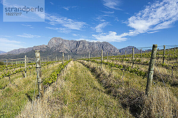 Südafrika  Boschendal  Weinreben wachsen im Weinberg in der Berglandschaft