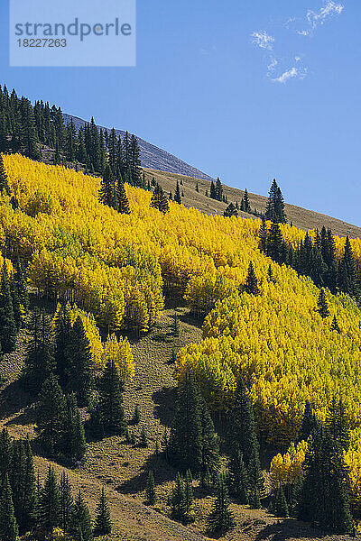 USA  Colorado  Leadville  Valley Of Ghosts  Herbstlandschaft mit gelbem Wald