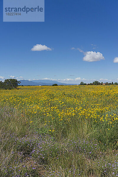 USA  New Mexico  Santa Fe  wunderschöne Landschaft mit blühenden Wildblumen