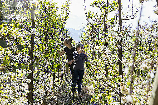 Teenager-Mädchen (16-17) mit Bruder (8-9) geht zwischen Weinreben im Weinberg spazieren