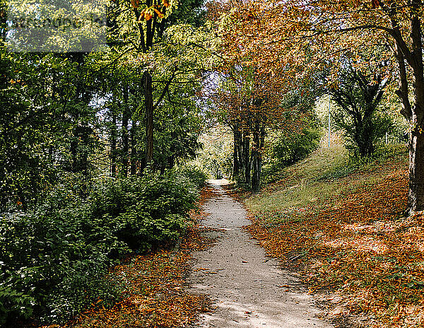 Waldweg in Herbstfarben