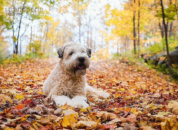 Niedlicher  flauschiger Wheaten-Terrier-Hund  der im Herbst auf abgefallenen Blättern liegt.
