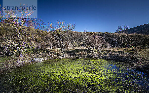 Grüner Teich und blauer Himmel