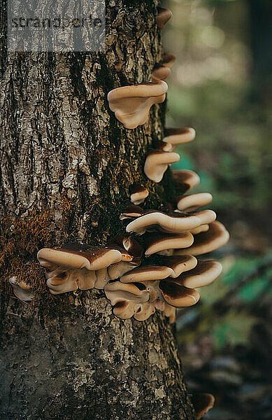 Nahaufnahme einer Gruppe Pilze  die auf einem Baum im Wald wachsen.