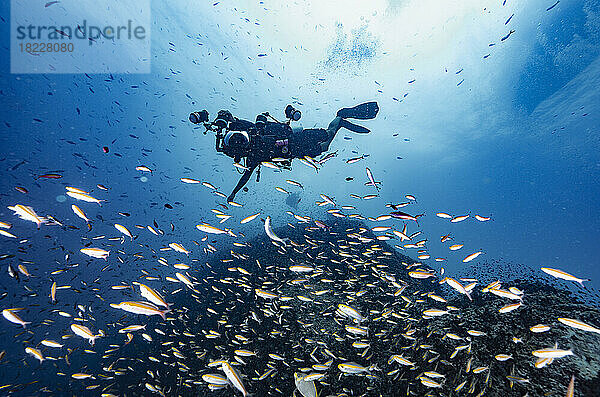 Fotograf erkundet ein Riff im Golf von Thailand in der Nähe von Koh Tao