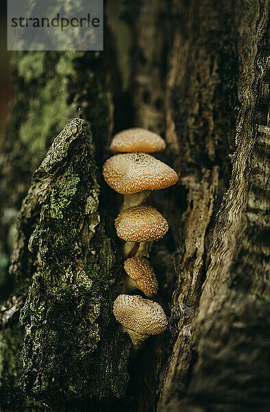 Nahaufnahme einer Gruppe Pilze  die auf einem Baum im Wald wachsen.