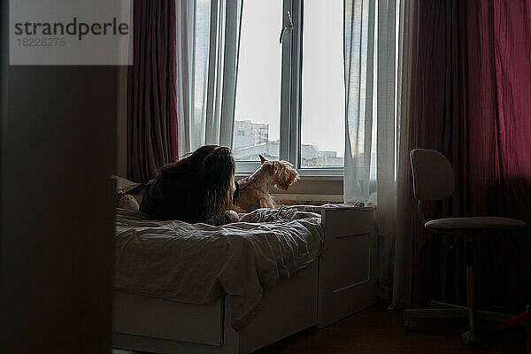 Ein Mädchen und ein Hund auf einem großen Bett in einem Zimmer am Fenster