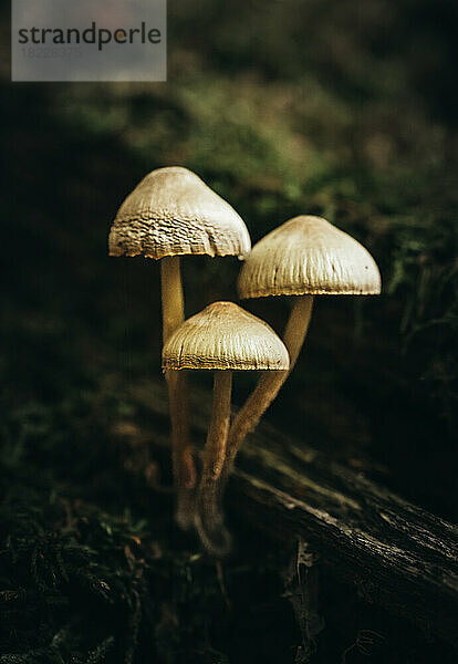 Nahaufnahme einer Gruppe Pilze  die auf dem Waldboden wachsen.