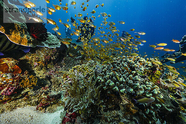 farbenfrohes Unterwasserökosystem in der Nähe der Insel Flores in Komodo