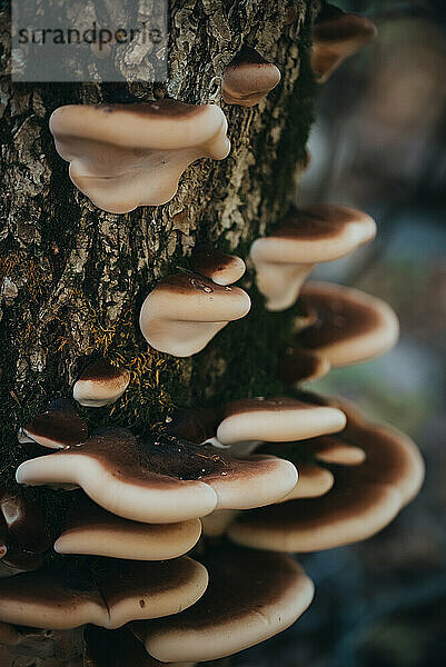 Nahaufnahme einer Gruppe Pilze  die auf einem Baum im Wald wachsen.