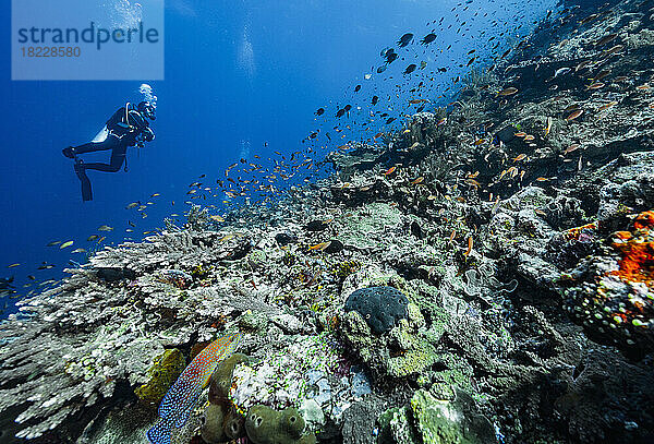 Taucher erkundet die Korallenriffe bei Komodo/Indonesien
