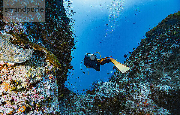 Taucher erkundet ein Riff im Golf von Thailand in der Nähe von Koh Tao