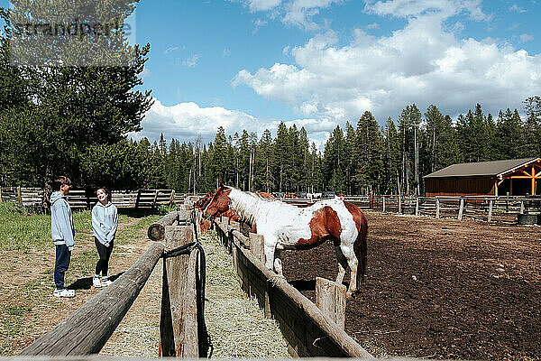 Zwei Teenager schauen an einem sonnigen Tag auf ein Pferd