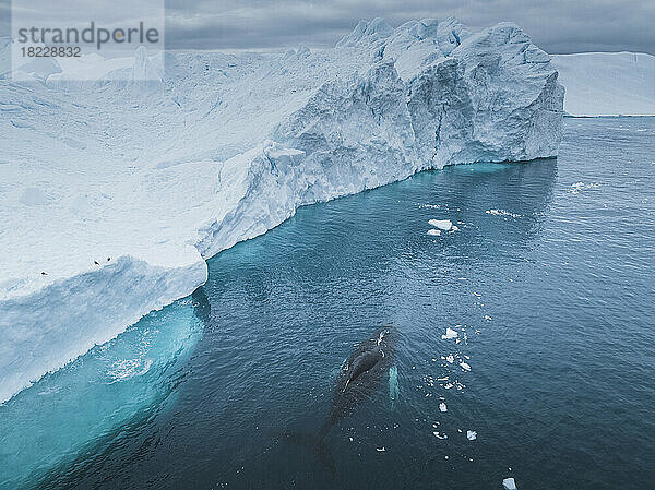 Buckelwale in der Nähe von Eisbergen aus der Luft