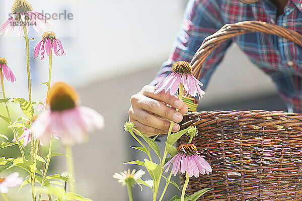 Mann mit Korb pflückt Blumen