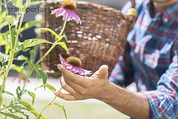 Mann mit Korb pflückt Blumen