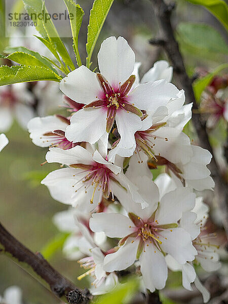 Frische weiße Mandelblüte am Zweig des Baumes