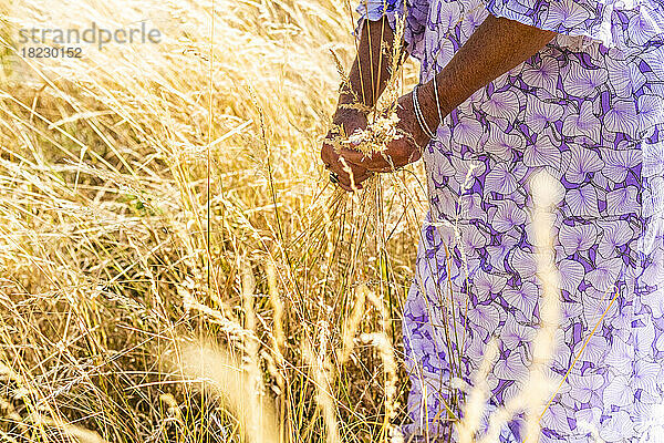 Senior woman harvesting wheat crop at farm