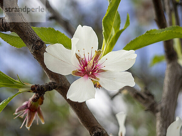 Weiße Mandelblüte auf einem Ast eines Baumes