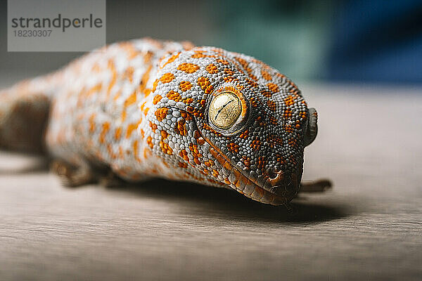 Nahaufnahme eines gefleckten Tokay-Geckos