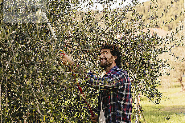 Lächelnder Mann pflückt Oliven mit Gartengerät vom Baum