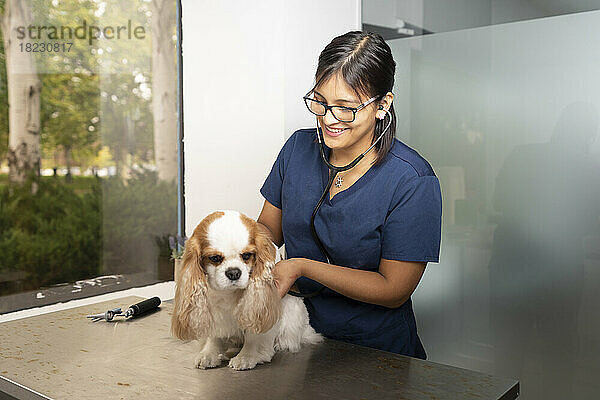 Glücklicher Tierarzt untersucht Hund in der Klinik