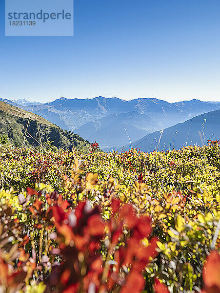 Rot blühende Pflanzen auf dem Feld vor Bergen unter blauem Himmel im Nationalpark Vanoise  Frankreich