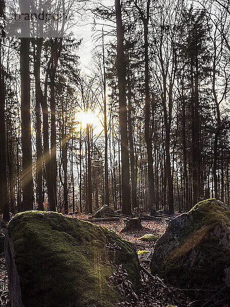 Deutschland  Bayern  Herbstwald bei Sonnenuntergang mit Felsbrocken im Vordergrund