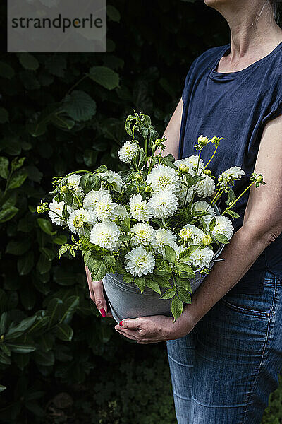 Midsection of woman holding bucket of freshly cut dahlias of White Aster variety
