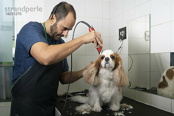 Tierarzt schneidet Hundehaare mit Geräten in der Klinik