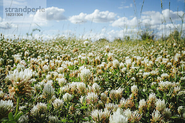 Uncultivated clover flowers blowing at meadow
