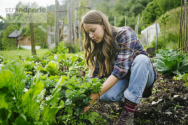 Junge Frau pflanzt Blattgemüse im Garten