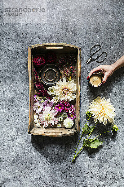 Studioaufnahme eines Tabletts mit verschiedenen Blumen und der Hand einer Frau  die eine Tasse Kaffee aufhebt