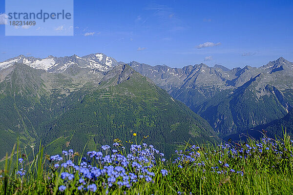 Österreich  Salzburg  Gipfel der Hohen Tauern mit blühenden Wildblumen im Vordergrund