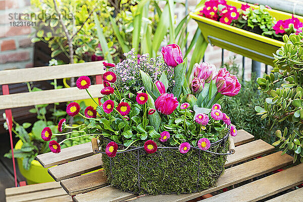 Blooming flowers potted in wire basket