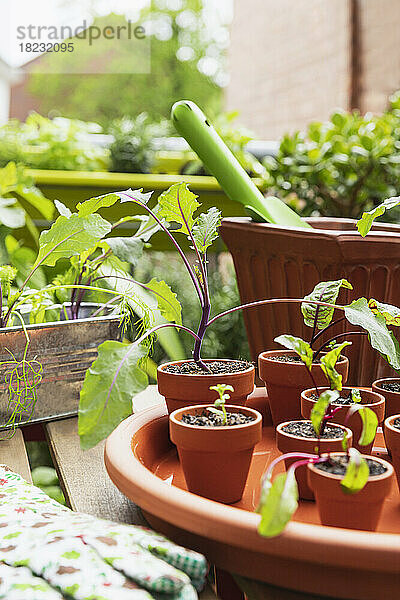 Herbs and vegetables cultivated in balcony garden