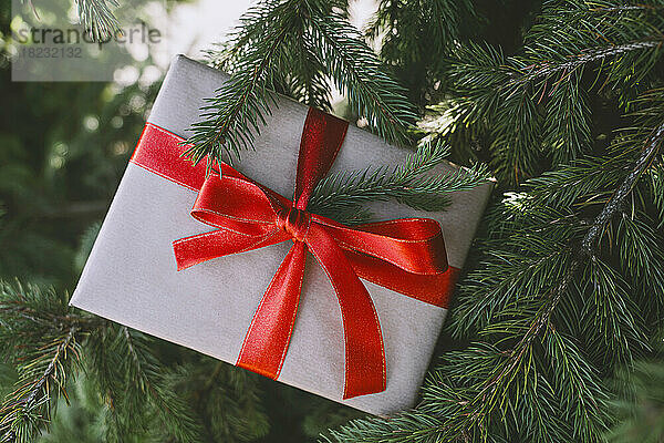 Weihnachtsgeschenkbox mit roter Schleife am Tannenbaum gebunden
