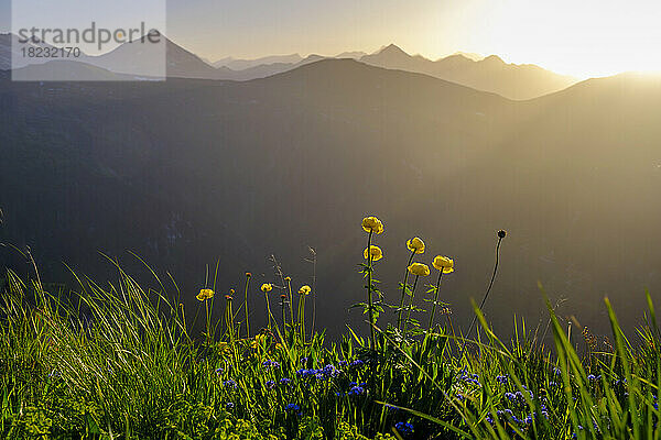 Österreich  Salzburg  Bad Gastein  Stubnerkogel bei Sonnenuntergang mit blühenden Trollblumen (Trollius europaeus) im Vordergrund