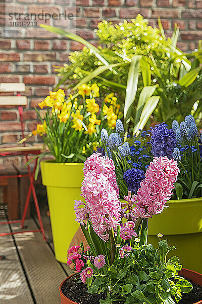 Pink hyacinths and daisies cultivated on balcony
