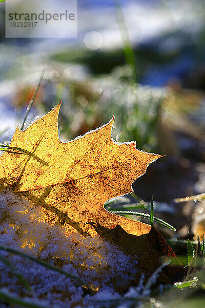 Nahaufnahme eines mattierten Ahornblatts im Winter