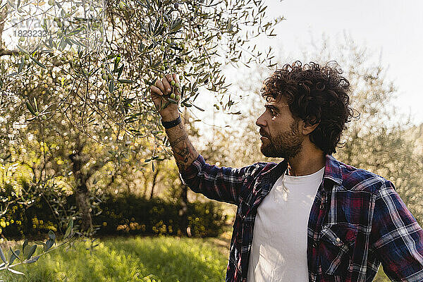 Mann untersucht Olivenbaumzweig