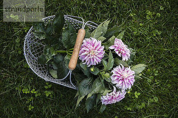 Basket with freshly cut dahlias of Verones DF variety