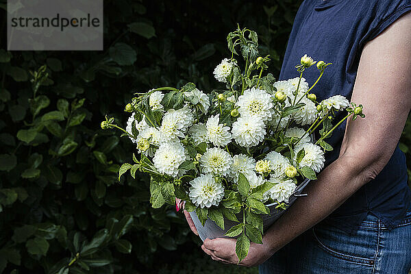 Midsection of woman holding bucket of freshly cut dahlias of White Aster variety