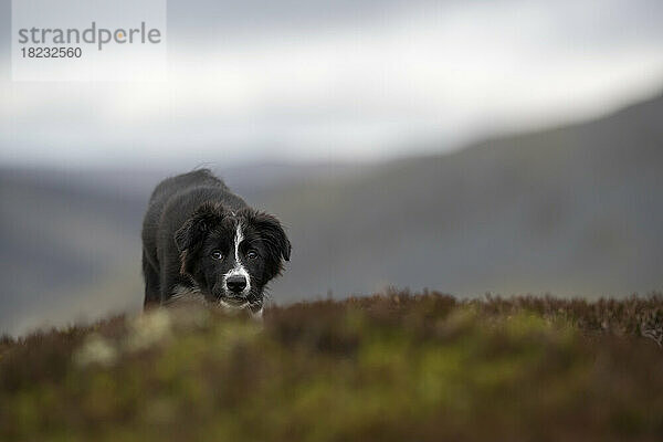 Border-Collie-Welpe auf Pflanzen