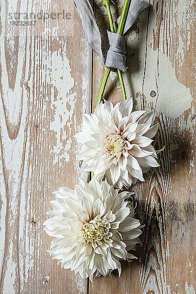 Studio shot of two blooming dahlias of Cafe Au Lait variety